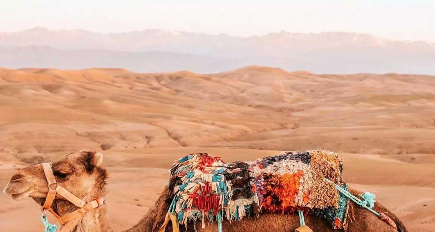 Camel laying down with desert and mountains in background.