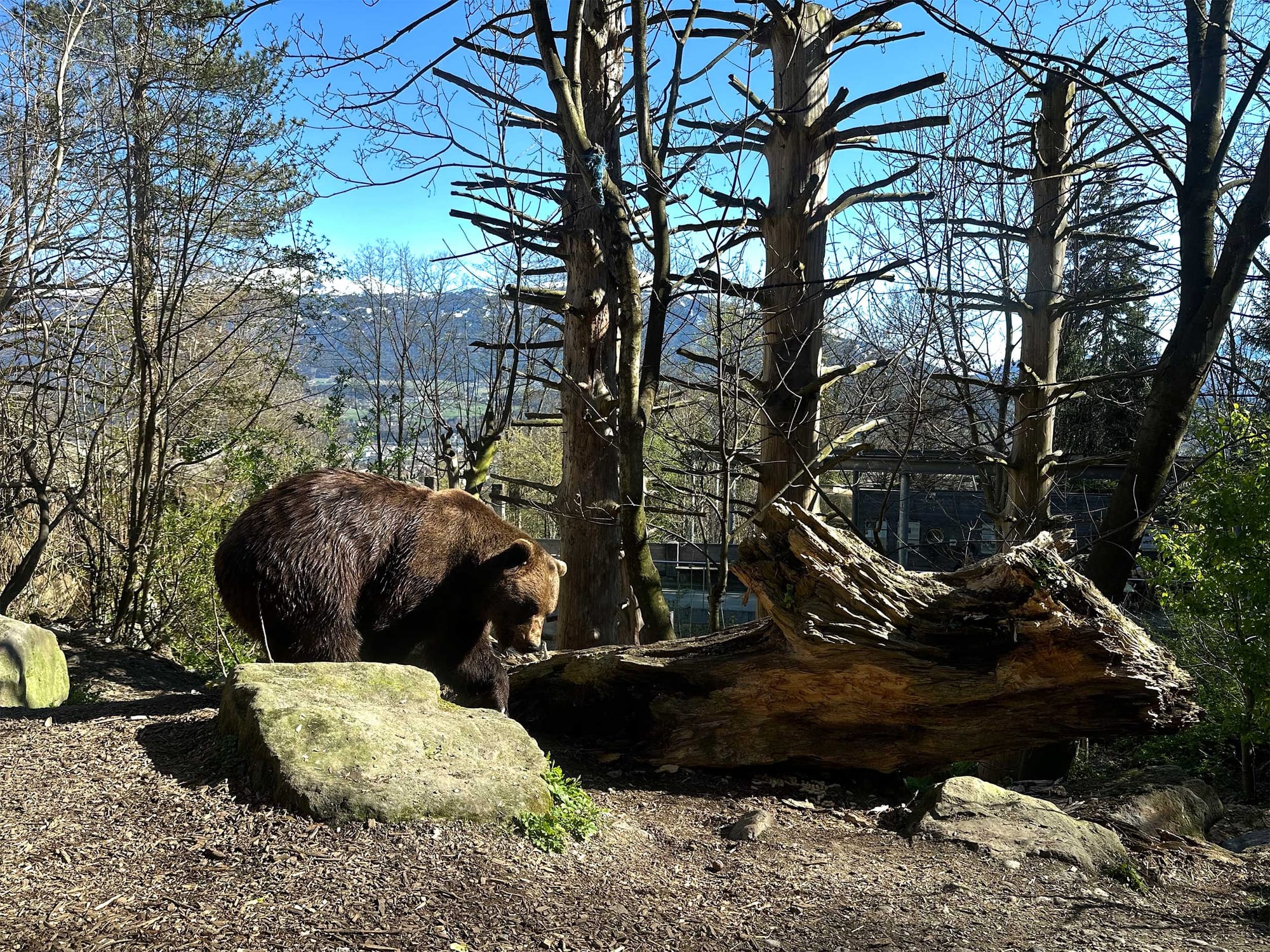 Bear climbing on tree branches and boulders.