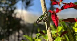 Butterfly with neon green pattern on black wings.