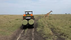 Giraffe crossing in front of a safari vehicle.