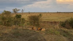 Two male lions in Masai Mara National Reserve, Kenya.