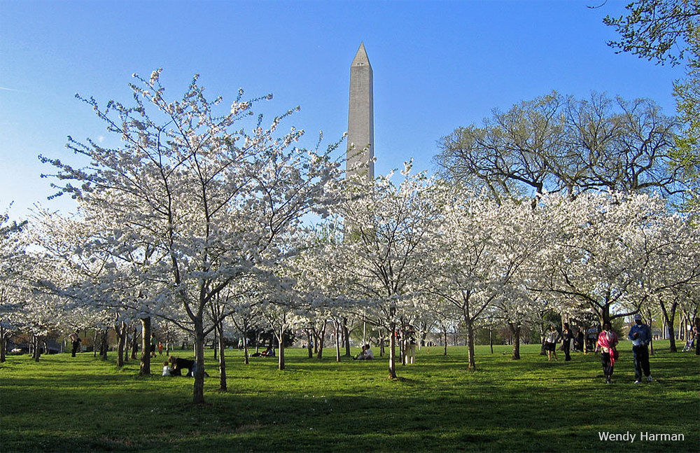 Washington DC Wheelchair Accessibility