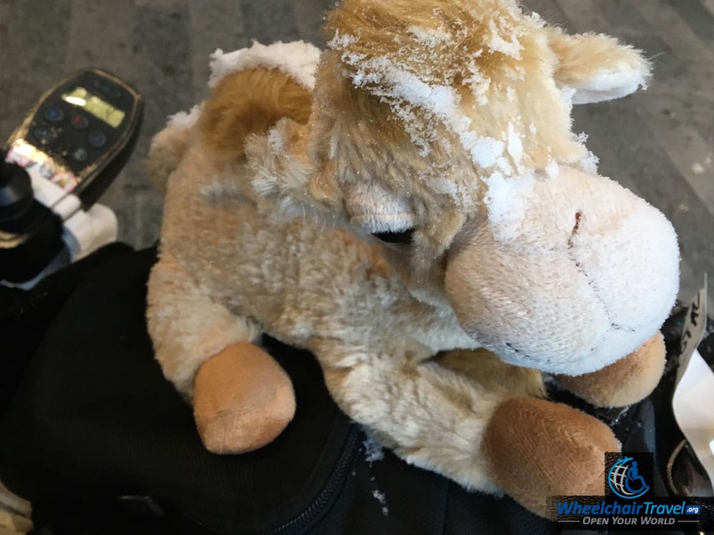 Ardy the Stuffed Camel Survived a Snowstorm