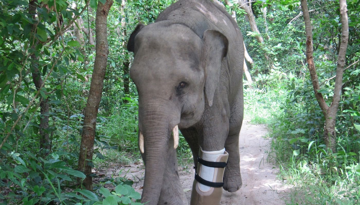 Chhouk the Amputee Elephant