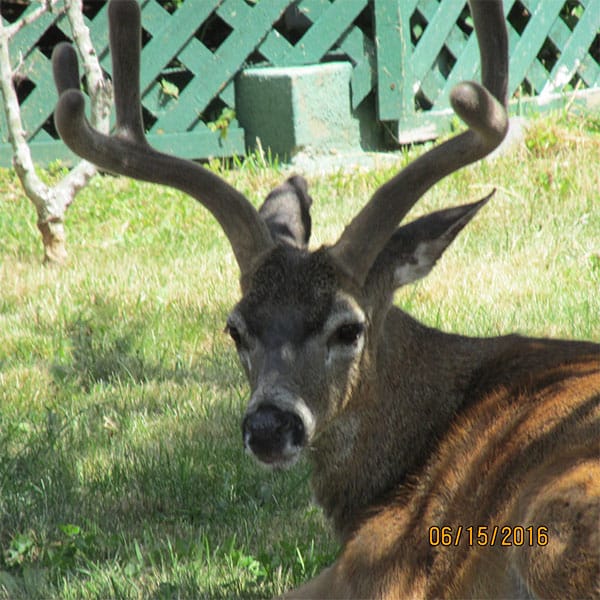 PHOTO DESCRIPTION: A deer in Brookings, Oregon.