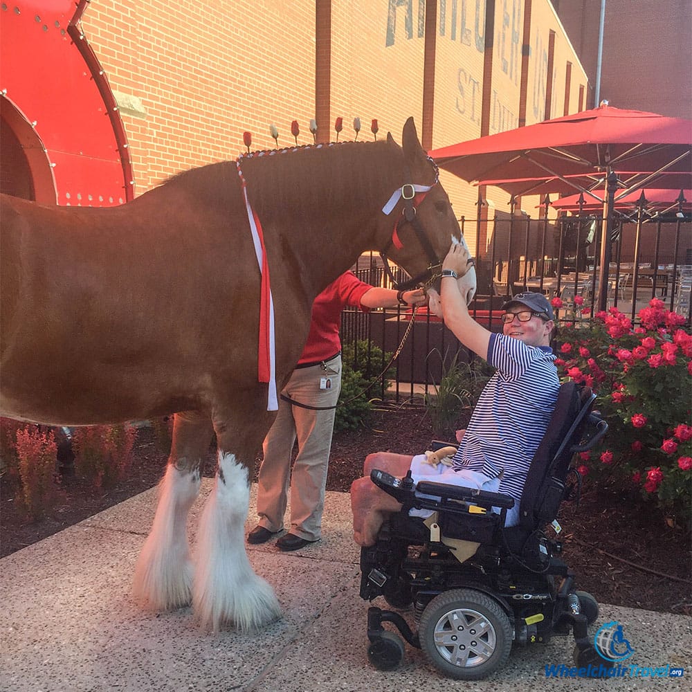 PHOTO: Wheelchair user John Morris with Clydesdale horse at the Anheuser Busch Brewery Tour in St. Louis.