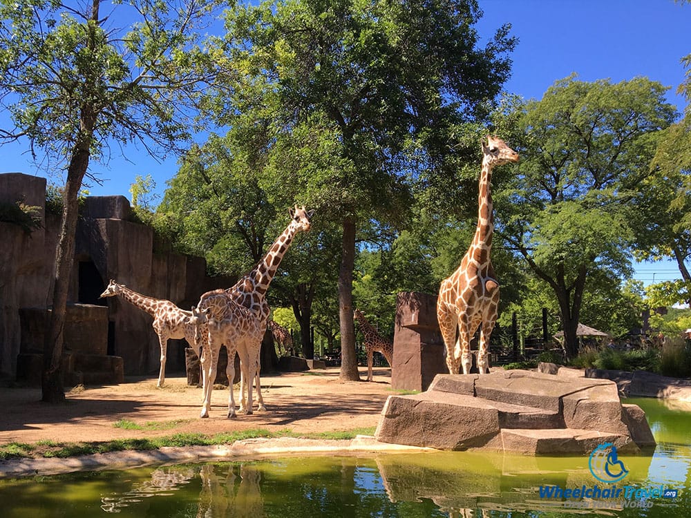 PHOTO: Giraffes at the Milwaukee Zoo.