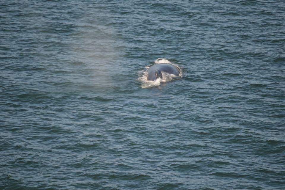 A humpback whale, as seen from the ship