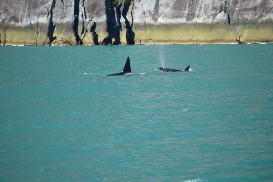 Orcas in Tracy Arm Fjord