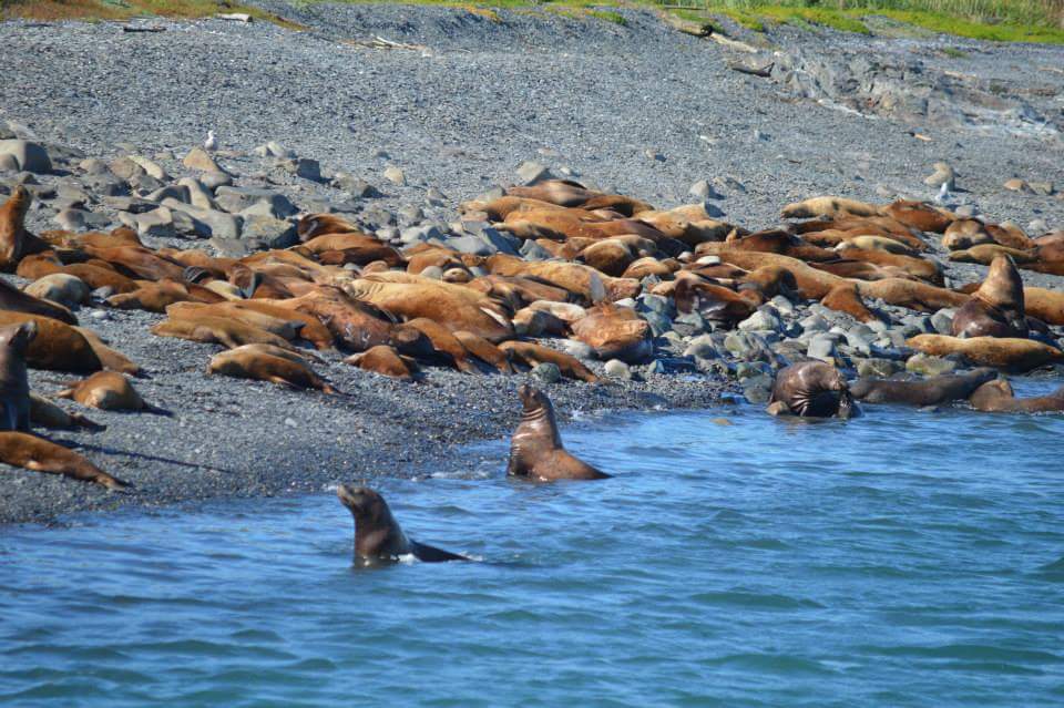 Sea lions on a rocky beach