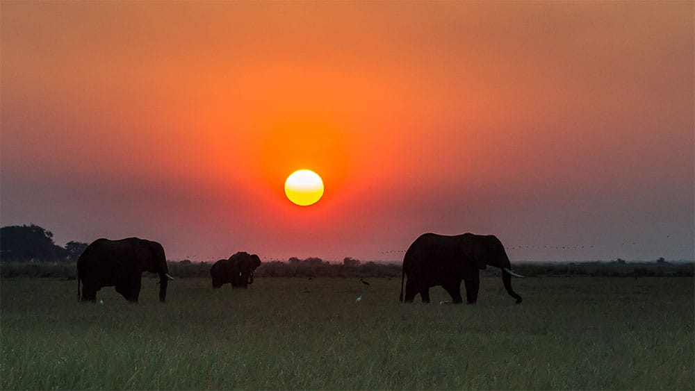 Elephants seen against a picturesque sunset in Africa