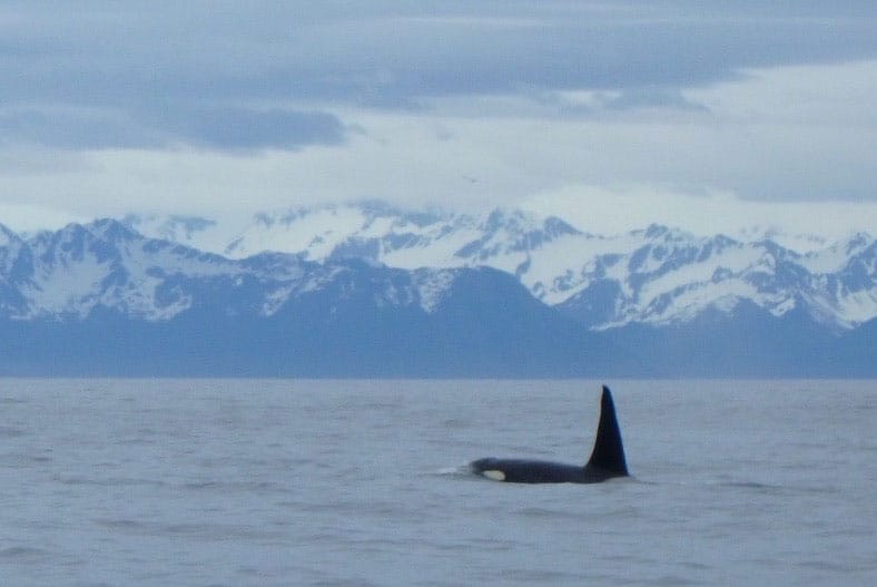 Orca whale surfacing in the waters of Alaska.