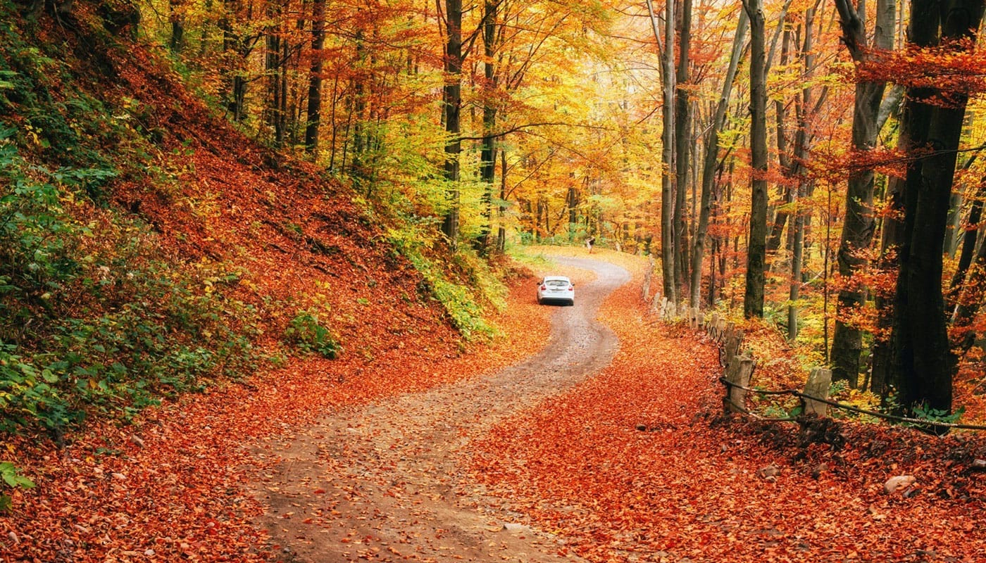 Leaves turning colors on Thanksgiving Day.