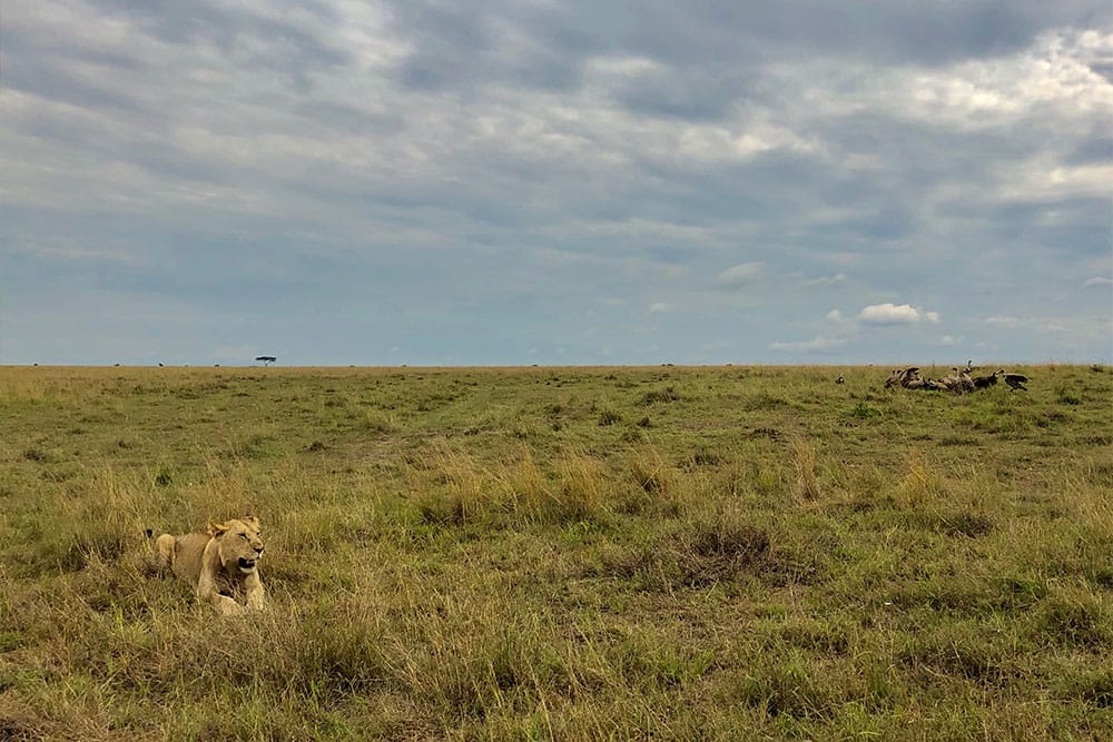 Lion resting after a meal as vultures claim their share.