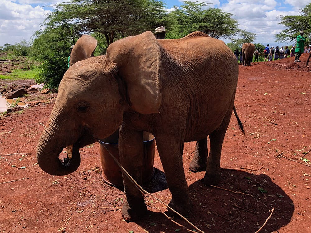 Adolescent elephant at refuge.