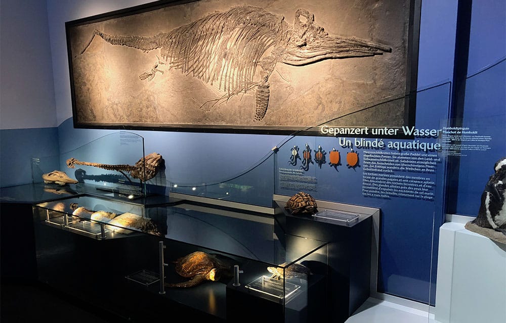 Exhibit at the Luxembourg National Museum of Natural History.