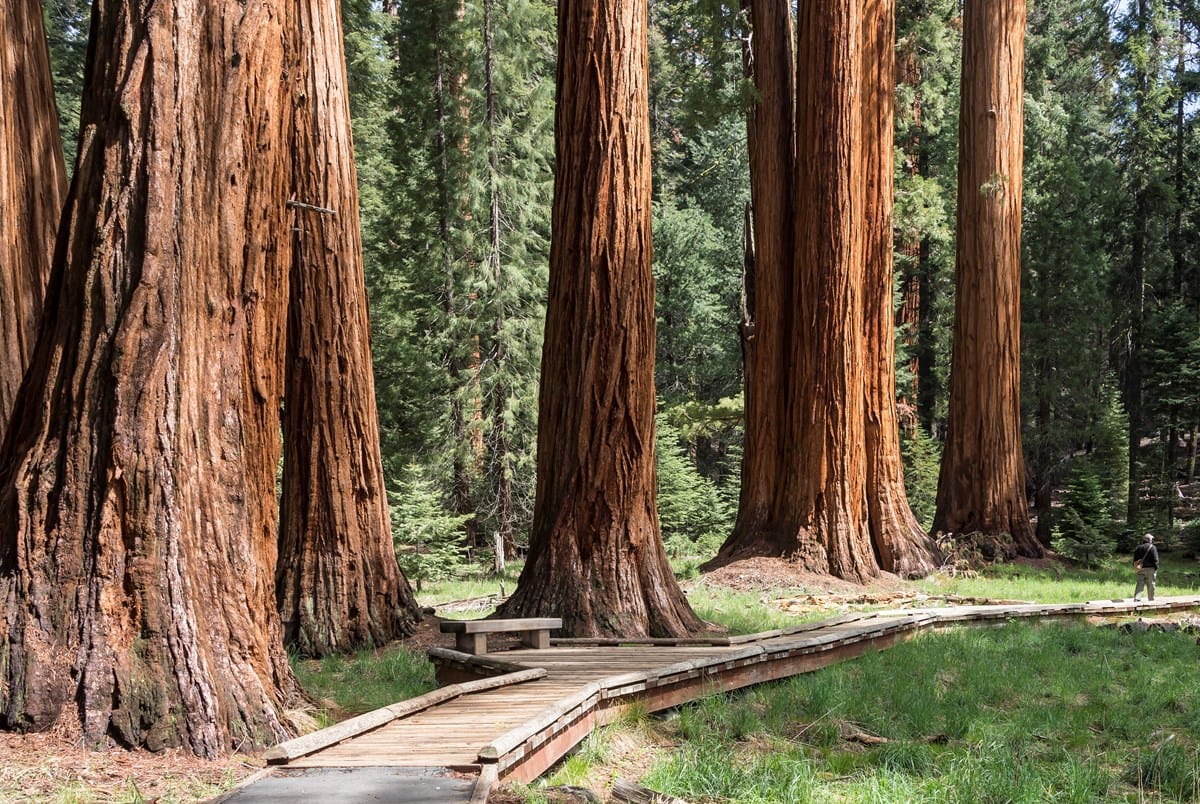 The Giant Forest's Big Trees Trail at Sequoia National Park.