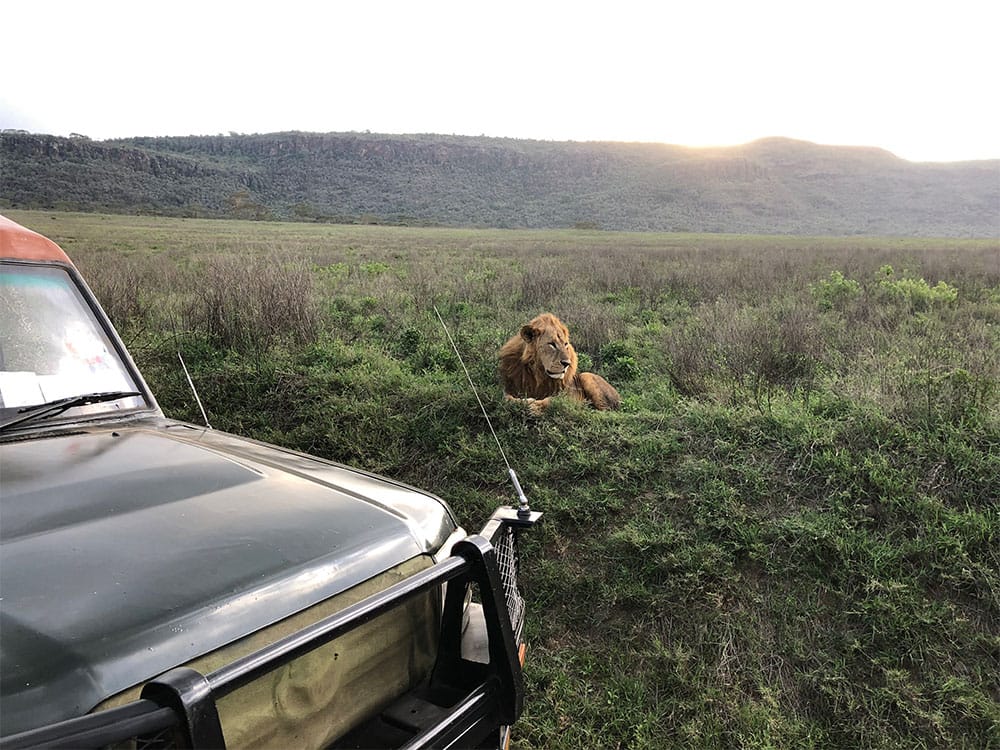 Male lion laying in the grass at Lake Nakuru National Park, Kenya.