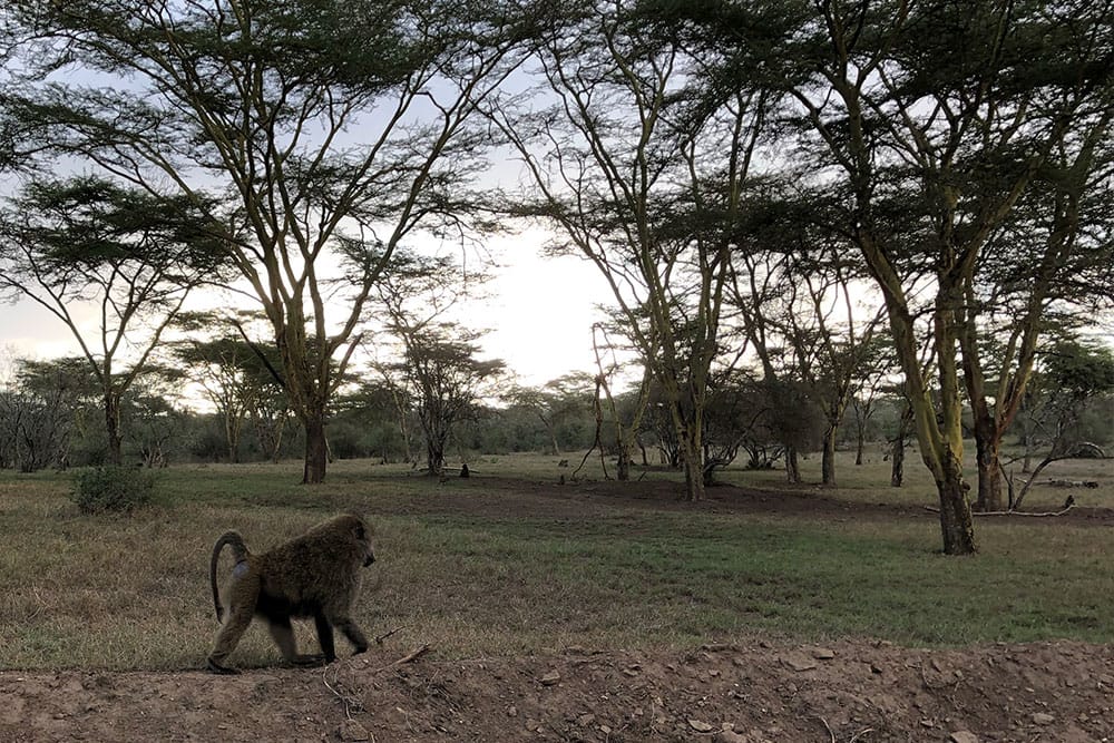 Baboon at Lake Nakuru National Park.