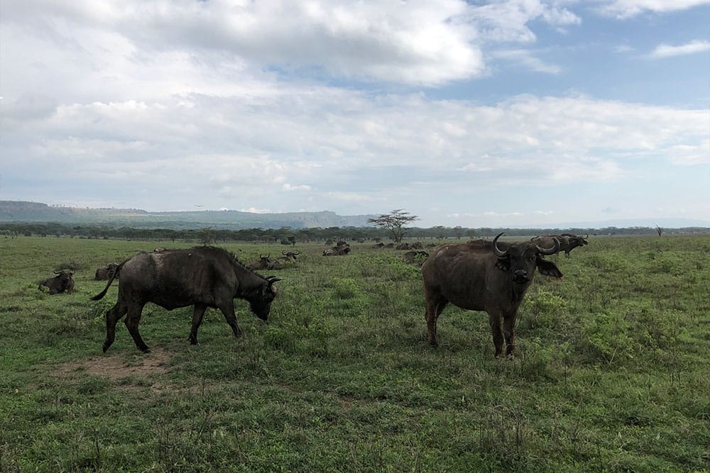 Herd of buffalo at Lake Nakuru National Park.