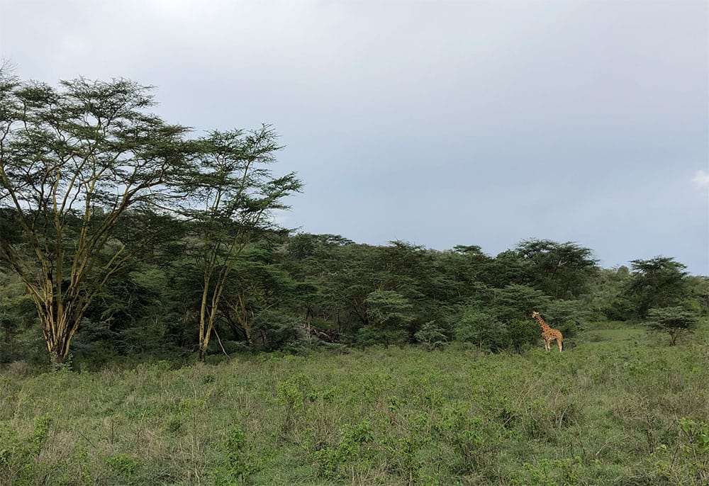 Giraffe in the distance at Lake Nakuru National Park.