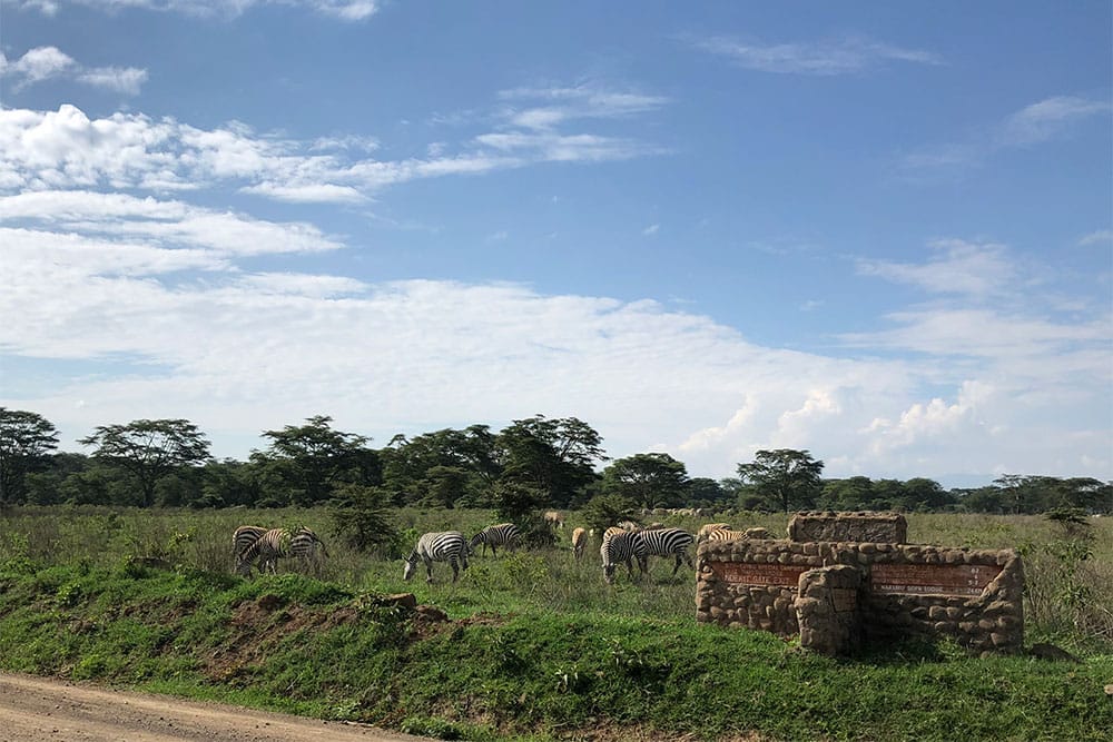 Zebras at Lake Nakuru National Park.