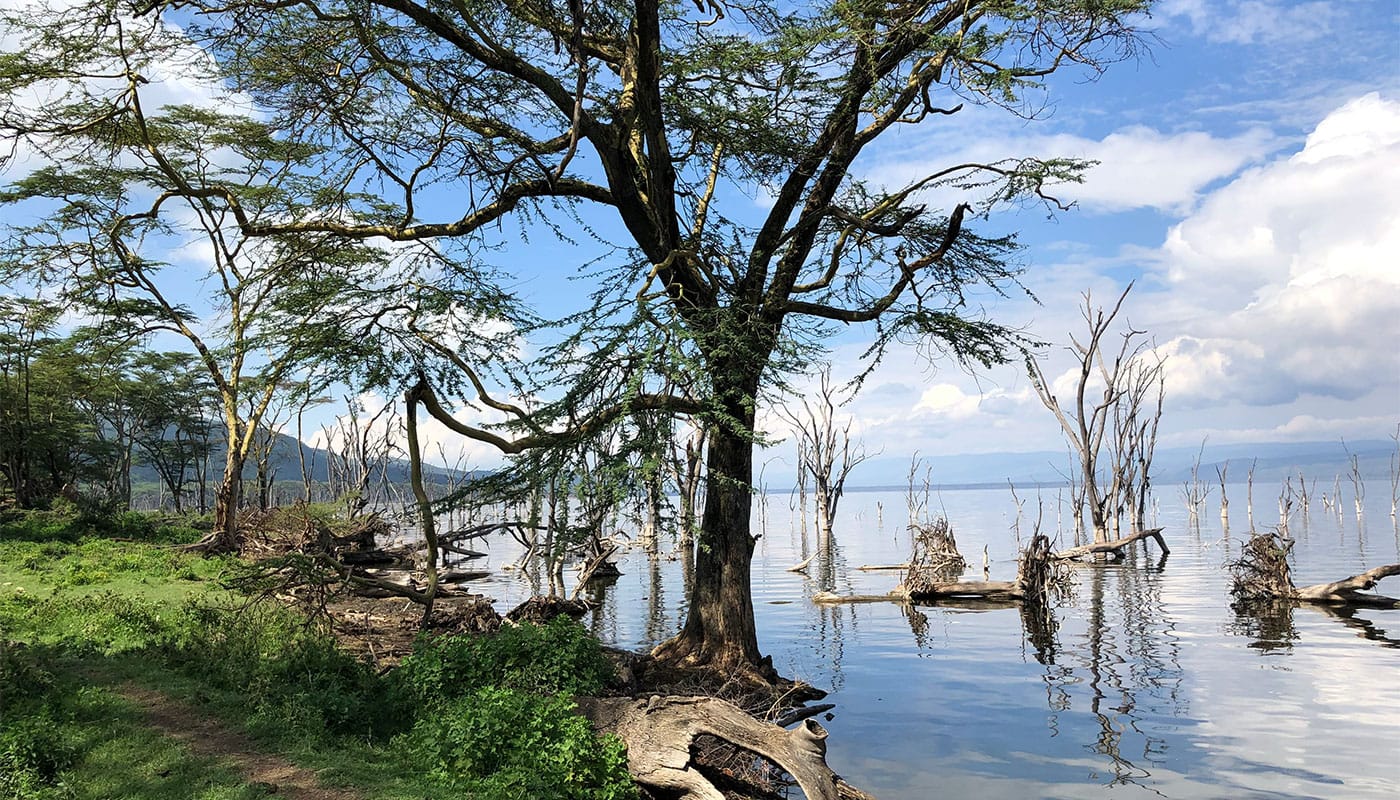 Lake shore in Lake Nakuru National Park, Kenya.