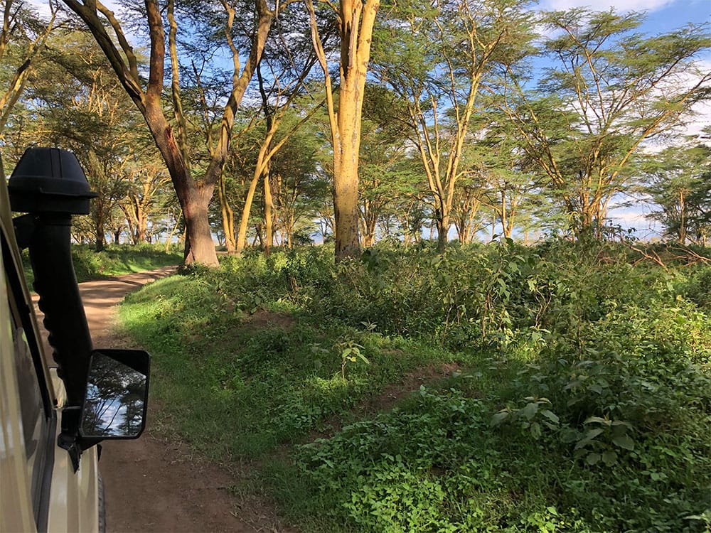 Dirt roadway in Lake Nakuru National Park.