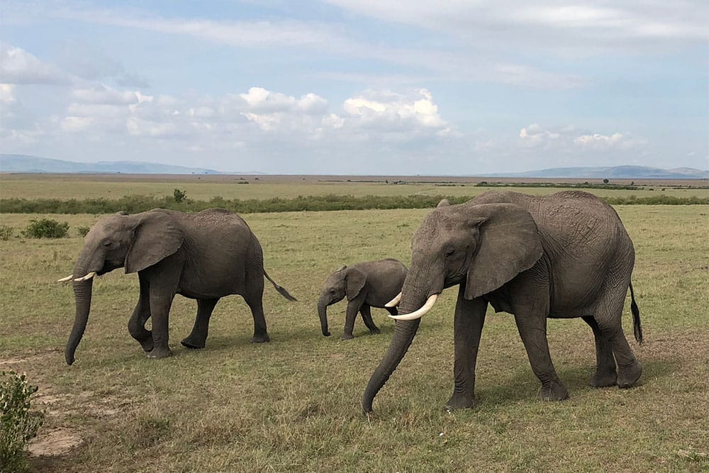 Two adult elephants and one child walking in the Masai Mara.