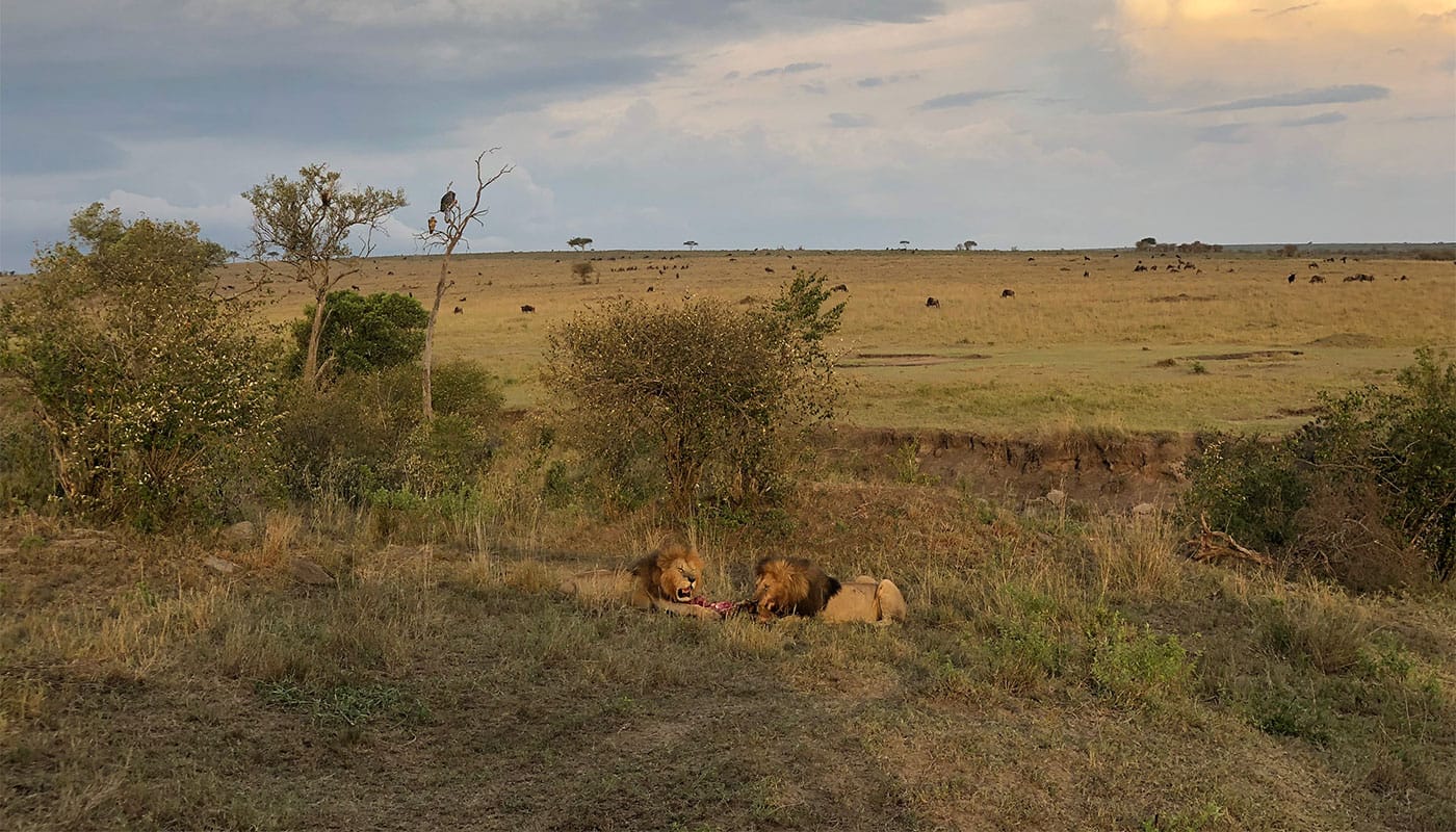 Two male lions in Masai Mara National Reserve, Kenya.