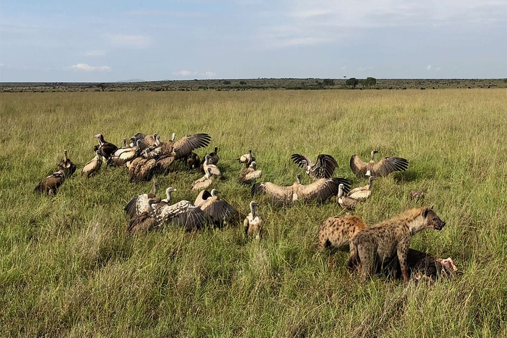 Hyenas and vultures feasting on scraps left by a lion.