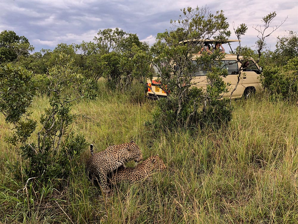 Two leopards mating in the Masai Mara National Reserve.