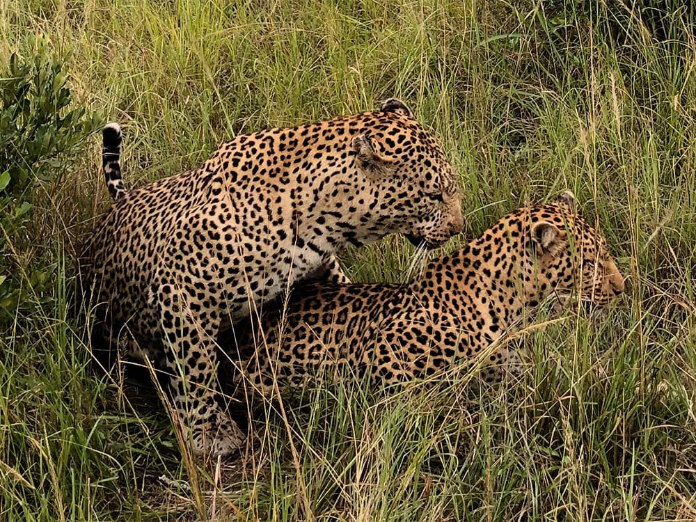 Close-up view of leopards mating.