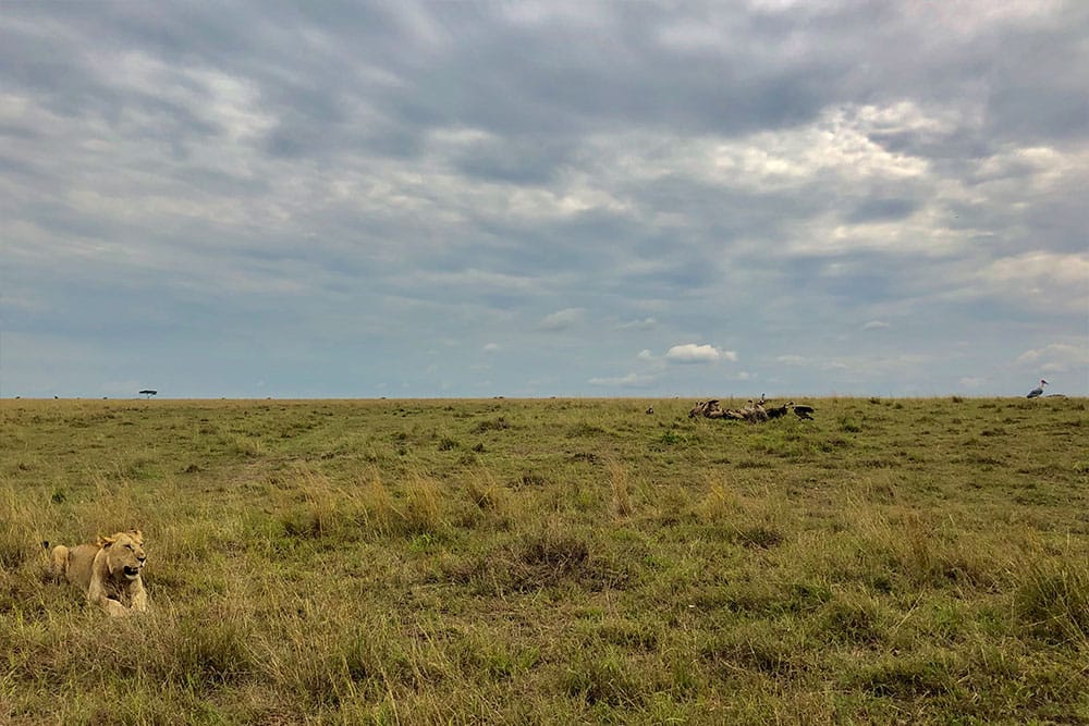 Lioness resting after a meal; vultures crowding the scraps nearby.