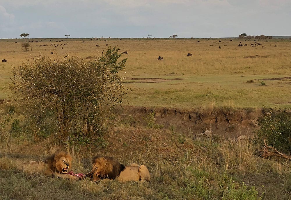 Two male lions eating game in the Masai Mara.