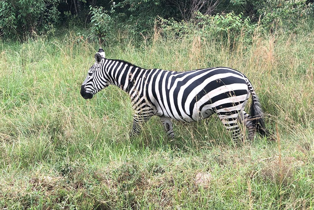 Close-up shot of a zebra in the Masai Mara.