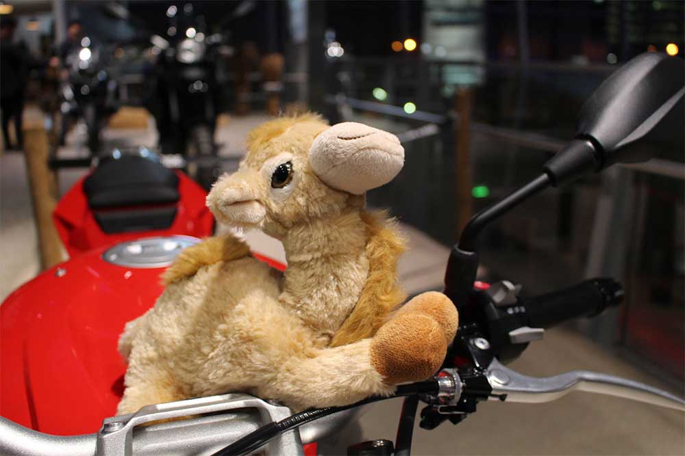 Stuffed camel on the handlebars of a motorcycle.