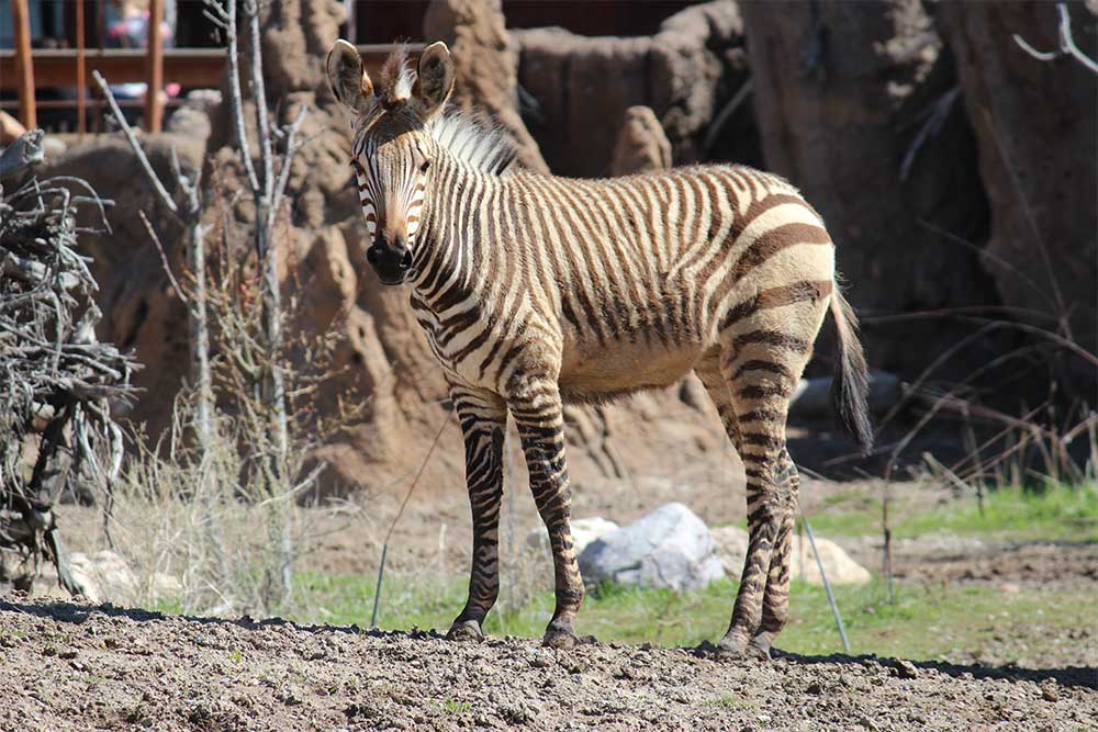 Zebra covered in dust and dirt at zoo.