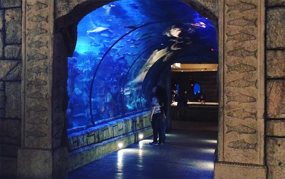 Glass tunnel through aquarium tank.