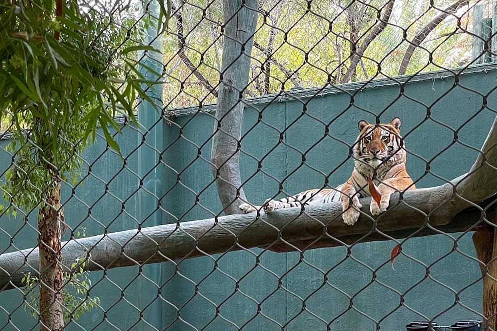 Bengal tiger laying in a tree above the ground.