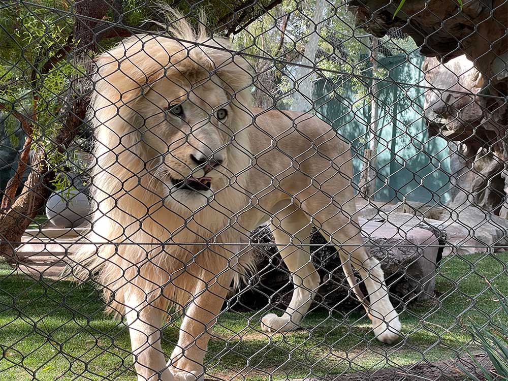 Adult male lion with large mane.