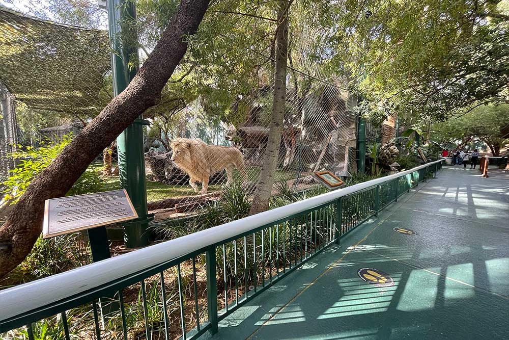 Lion enclosure with pedestrian walkway alongside.