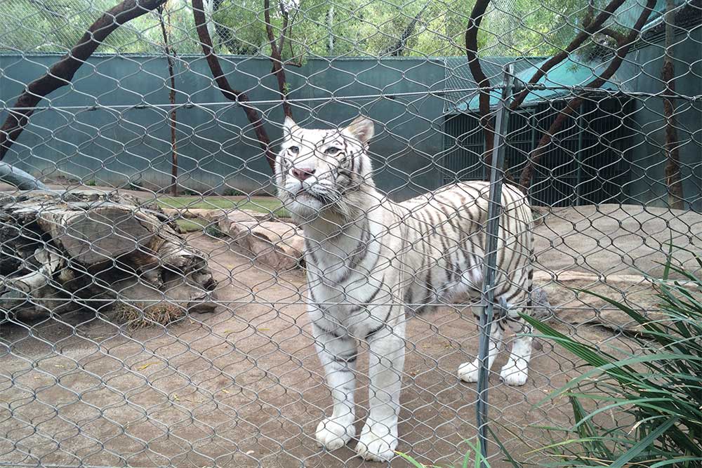 White tiger standing at attention in enclosure.