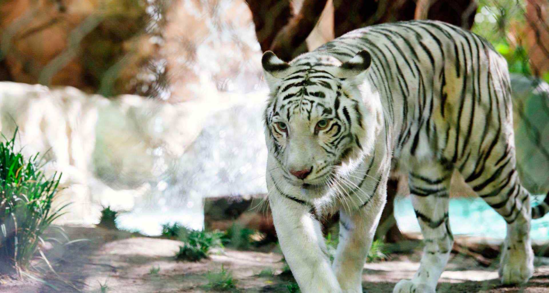 White tiger.