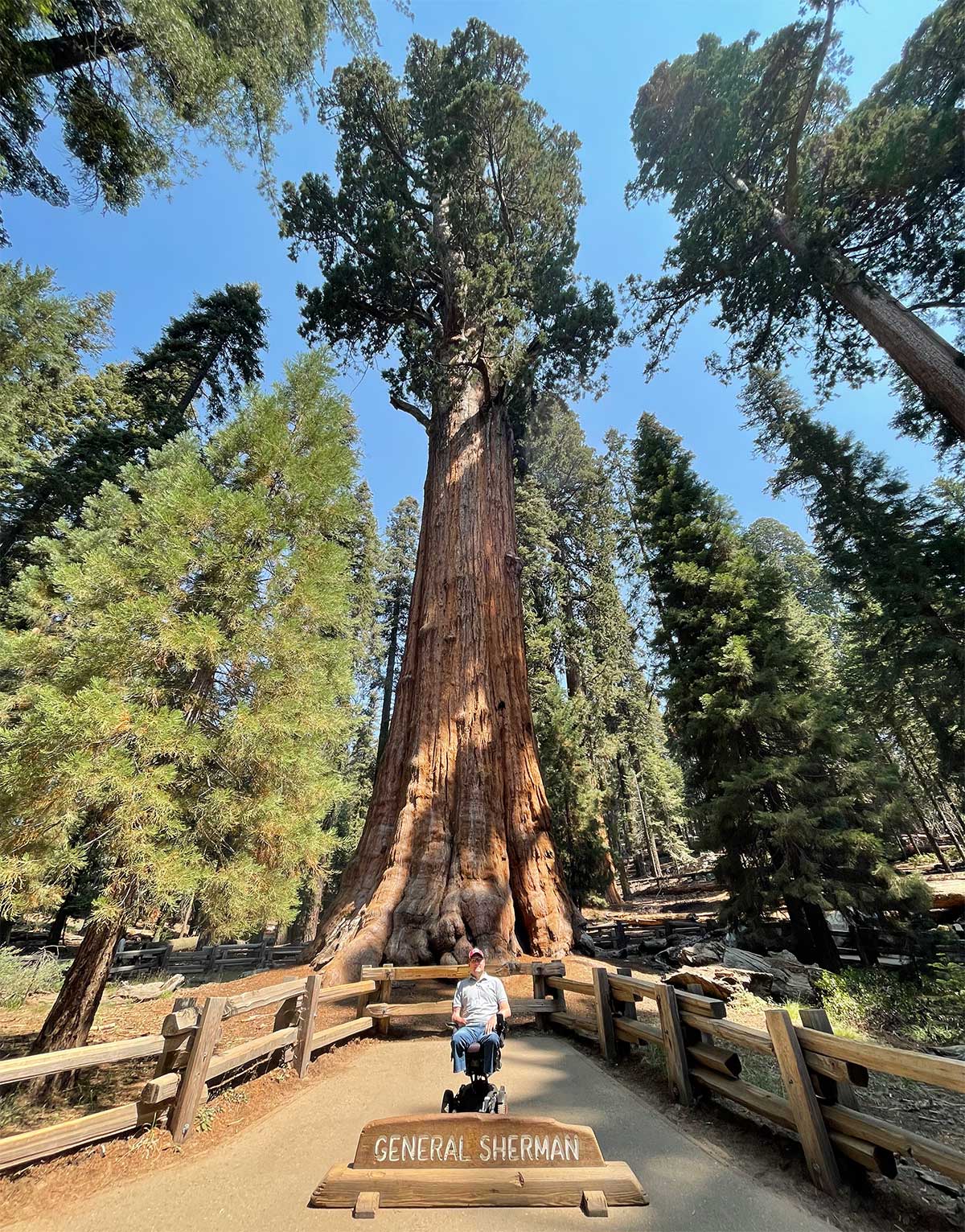 John in wheelchair beneath giant sequoia tree named General Sherman.