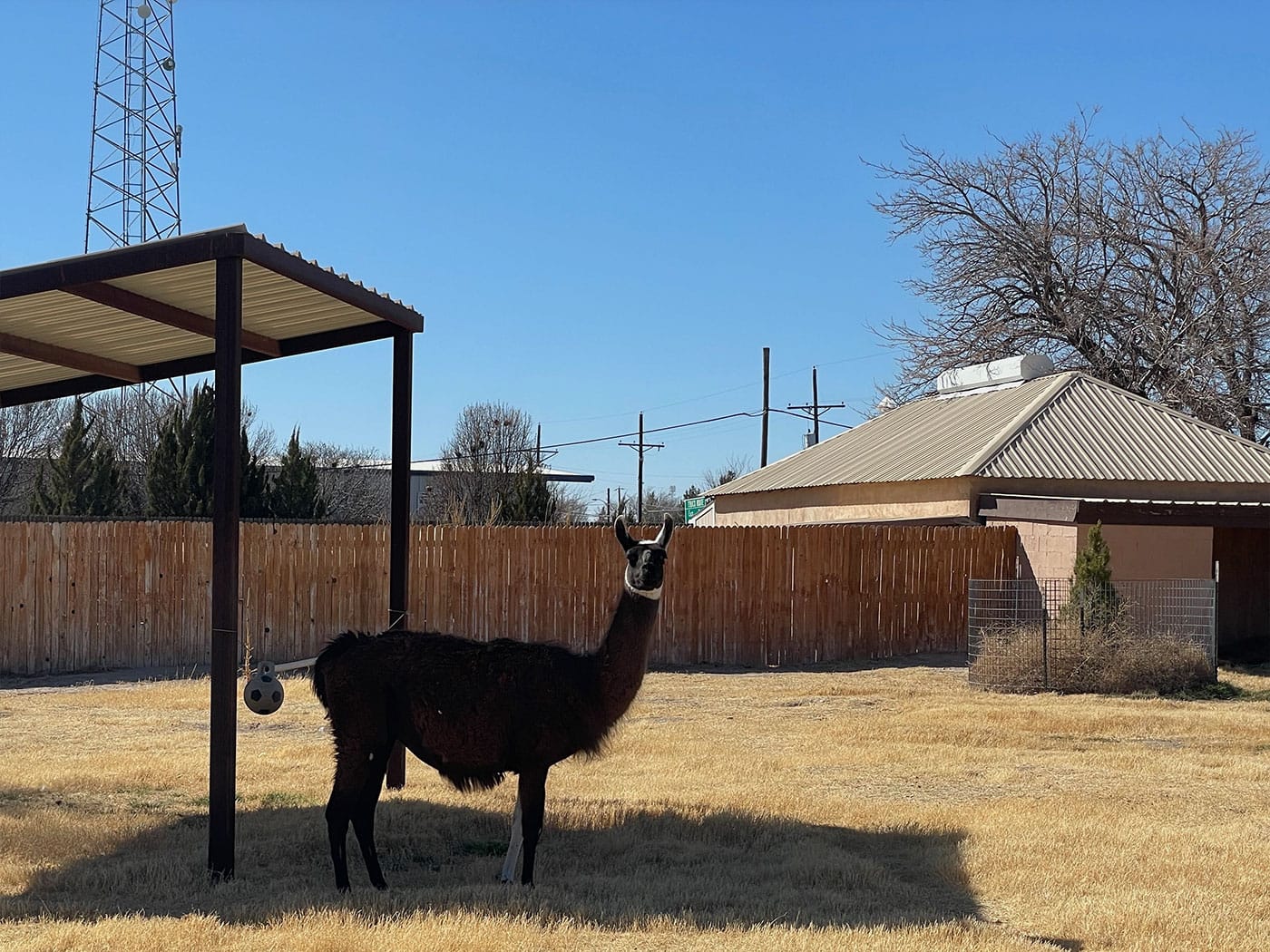 Dark haired Llama at the zoo.